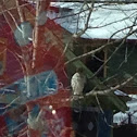 Red-tailed Hawk