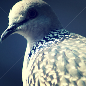 Ghughu by Kushal Ghosh - Animals Birds