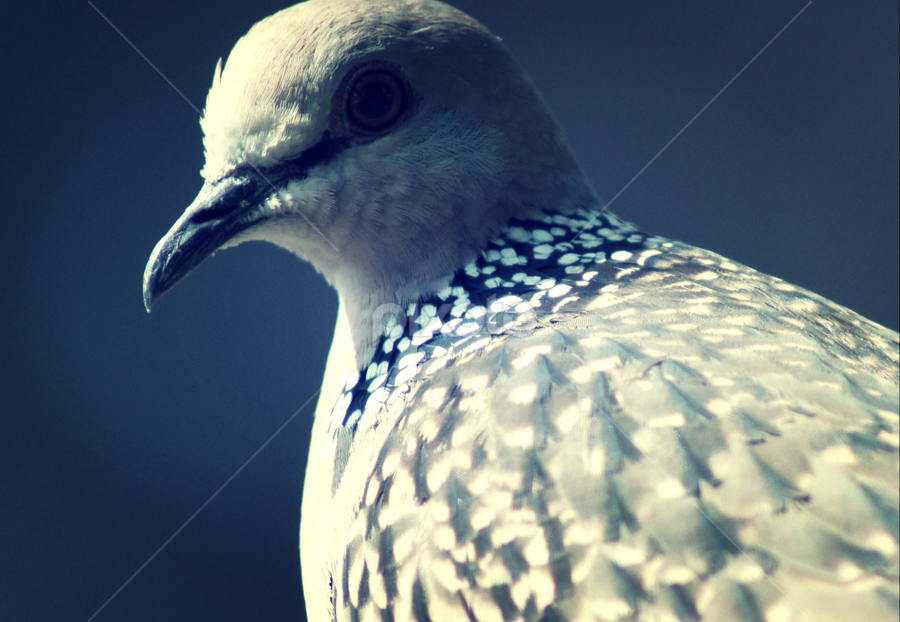 Ghughu by Kushal Ghosh - Animals Birds