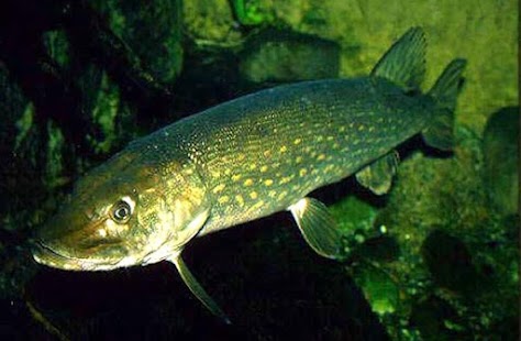 How to mod GoodFisher patch 1.0 apk for pc
