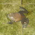 American Bull Frog