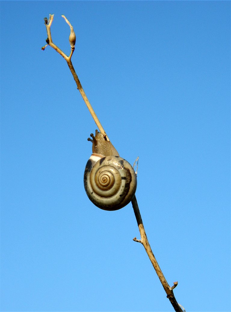 Monacha snail (σαλιγκάρι)