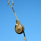 Monacha snail (σαλιγκάρι)