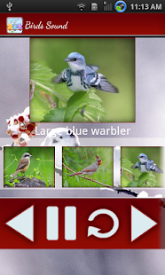 Birds Calls Sounds Screenshots 21