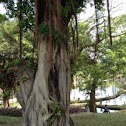 banyan tree, fig tree