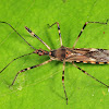 Four Spurred Assassin Bug
