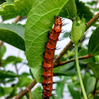 Gulf Fritillary Butterfly (caterpillar)