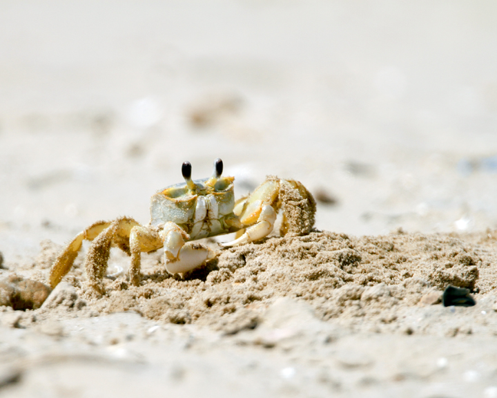 Ghost Crab