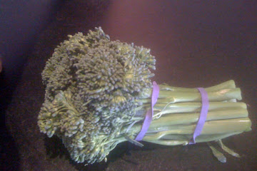 GRILLED BROCCOLINI