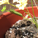 Black Swallowtail butterfly larvae