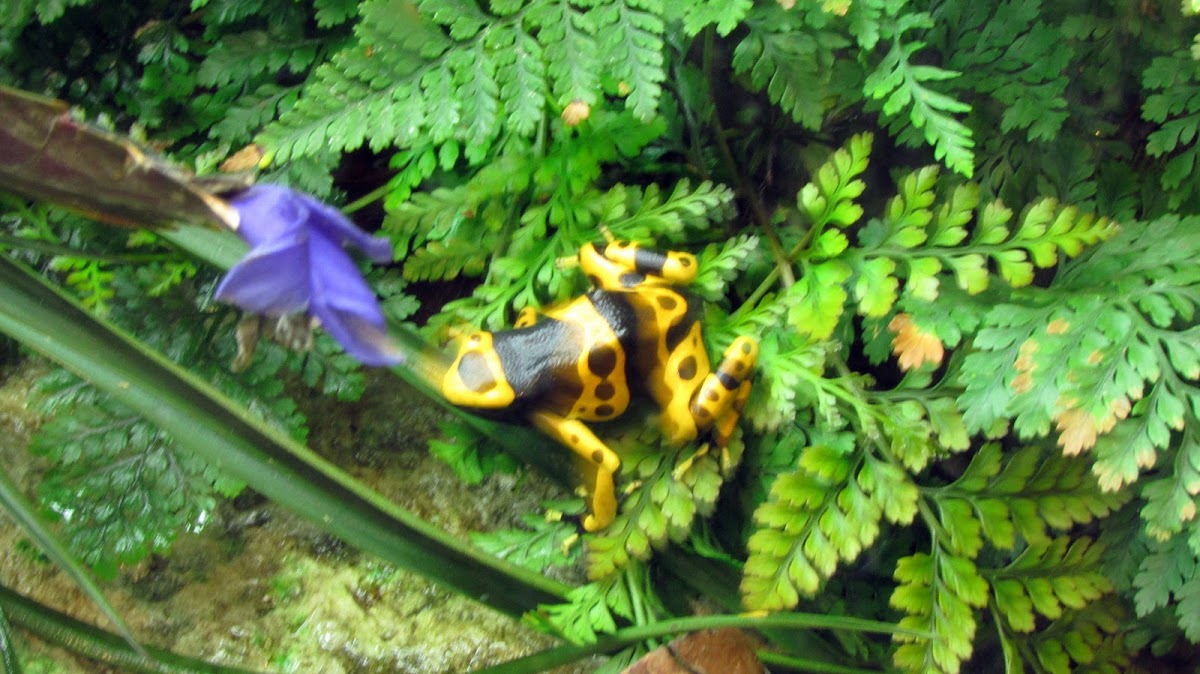 Poisonous Dart frog