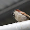 House Sparrow