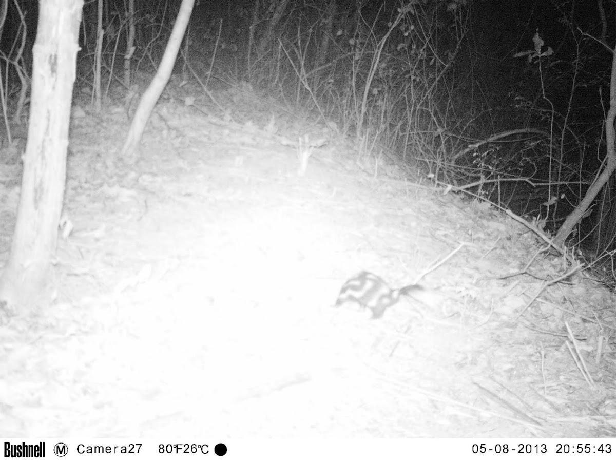 Southern Spotted Skunk