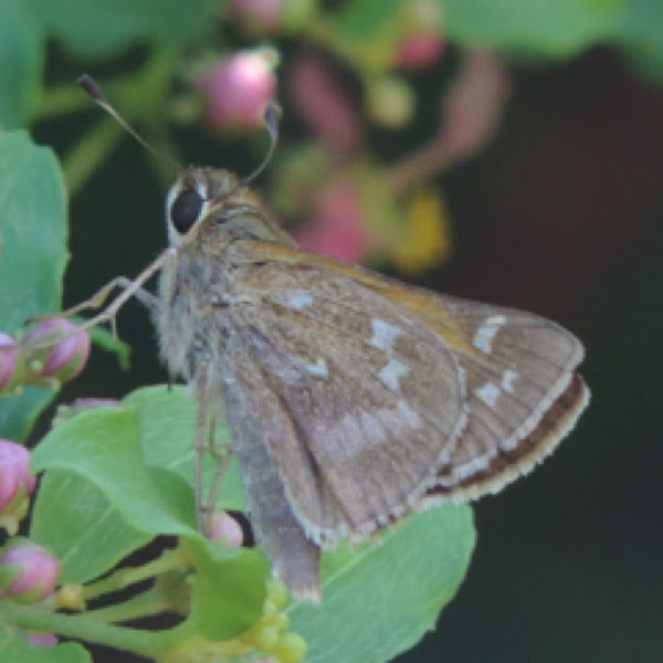 Sachem | Project Noah