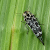 Tumbling Flower Beetle