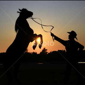 Marlboro man by Dragos Nedelcu - Animals Horses