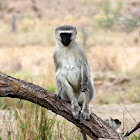 Vervet Monkey