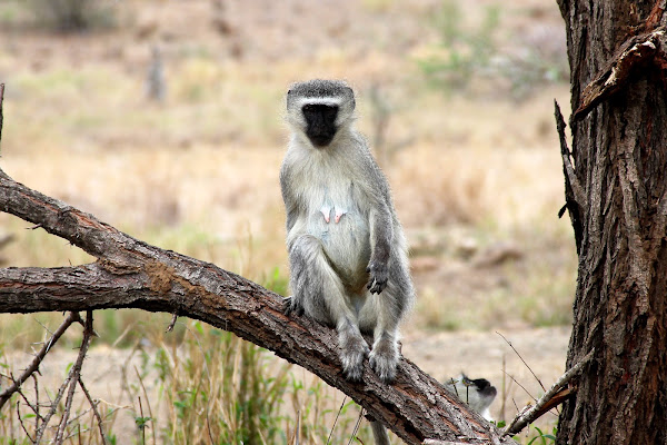 Vervet Monkey | Project Noah