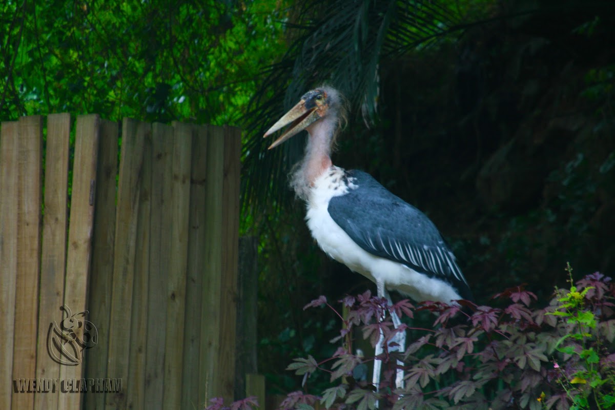 Marabou Stork