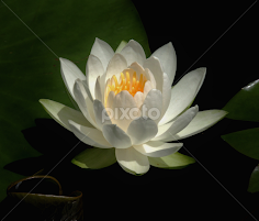 Out of the warer and mud..still so pure. by Carolyn Kernan - Flowers Flowers in the Wild