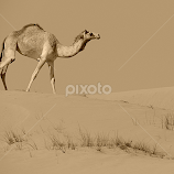 Desert Wanderer by Tamsin Carlisle -  