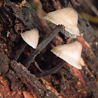 Bonnet fungus