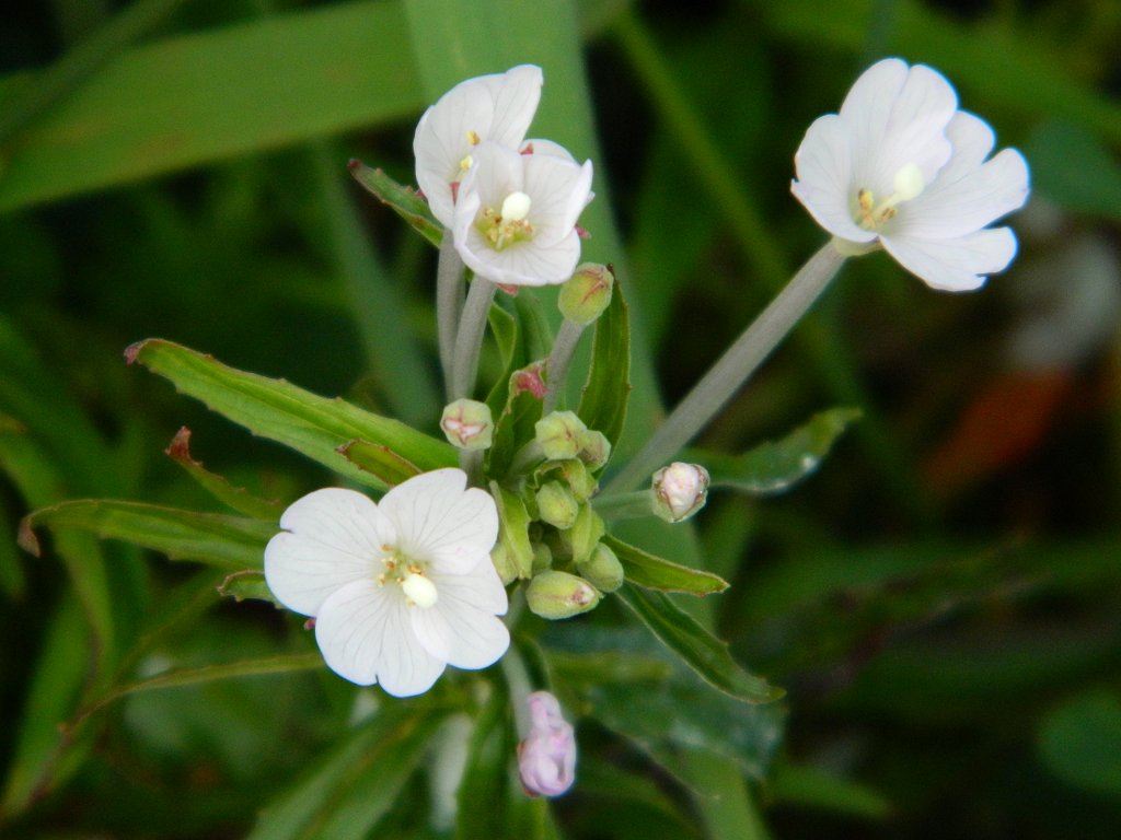 White broad-leaved Willowherb