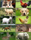 Animal Sounds