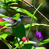 Amazilia Pechiazul - Blue-Chested Hummingbird