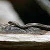 Commomn Garter Snake