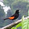 Scarlet-rumped Tanager (male)