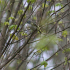 Blue-Headed Vireo