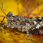 Pygmy Grasshopper/Hooded Grouse Locust