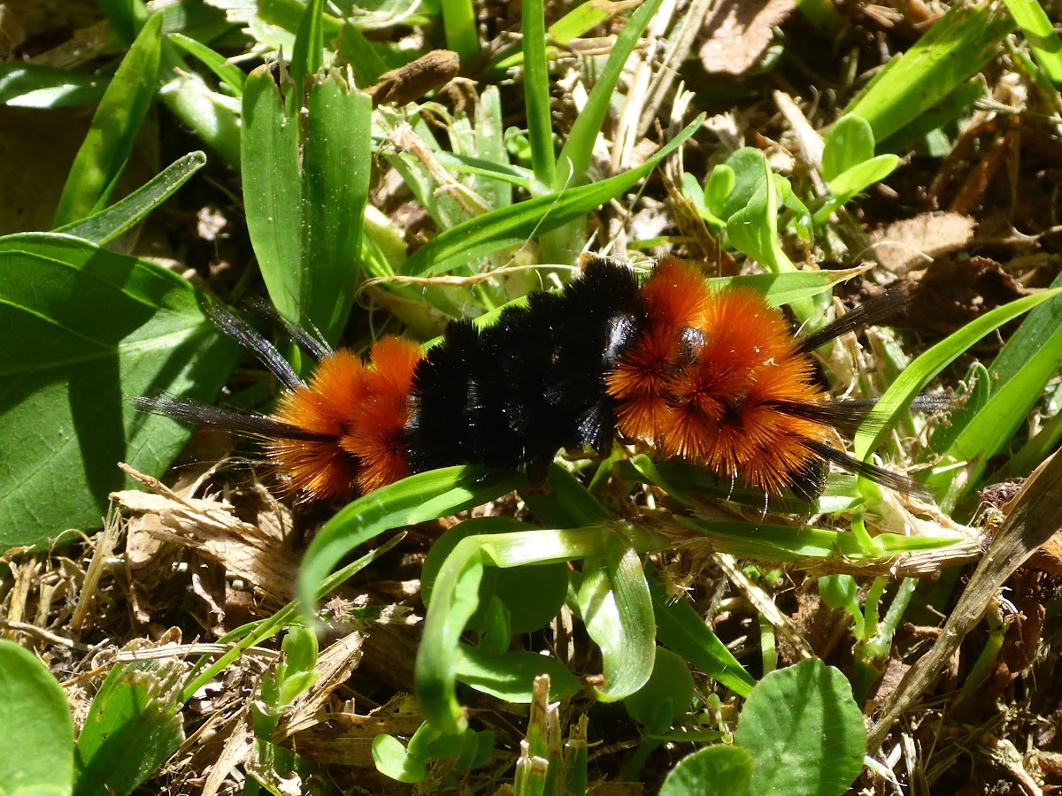 Hairy orange black caterpillar