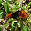 Hairy orange black caterpillar