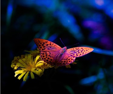 How to install Butterfly HD Wallpaper patch 1.01 apk for android