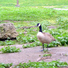 Canada Goose