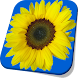 Sunflower Live Wallpaper Free
