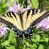 Eastern Tiger Swallowtail