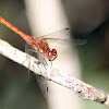 Common Darter