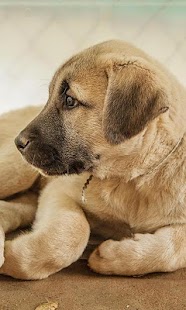 How to install Anatolian Shepherd Puzzle patch 1.0 apk for laptop