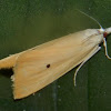 Asiatic Rice Borer or Rice Stem Borer Moth