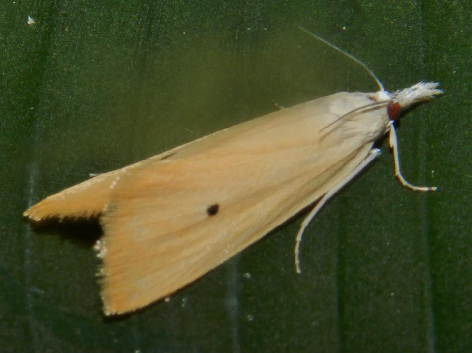 Asiatic Rice Borer or Rice Stem Borer Moth
