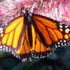 Monarch