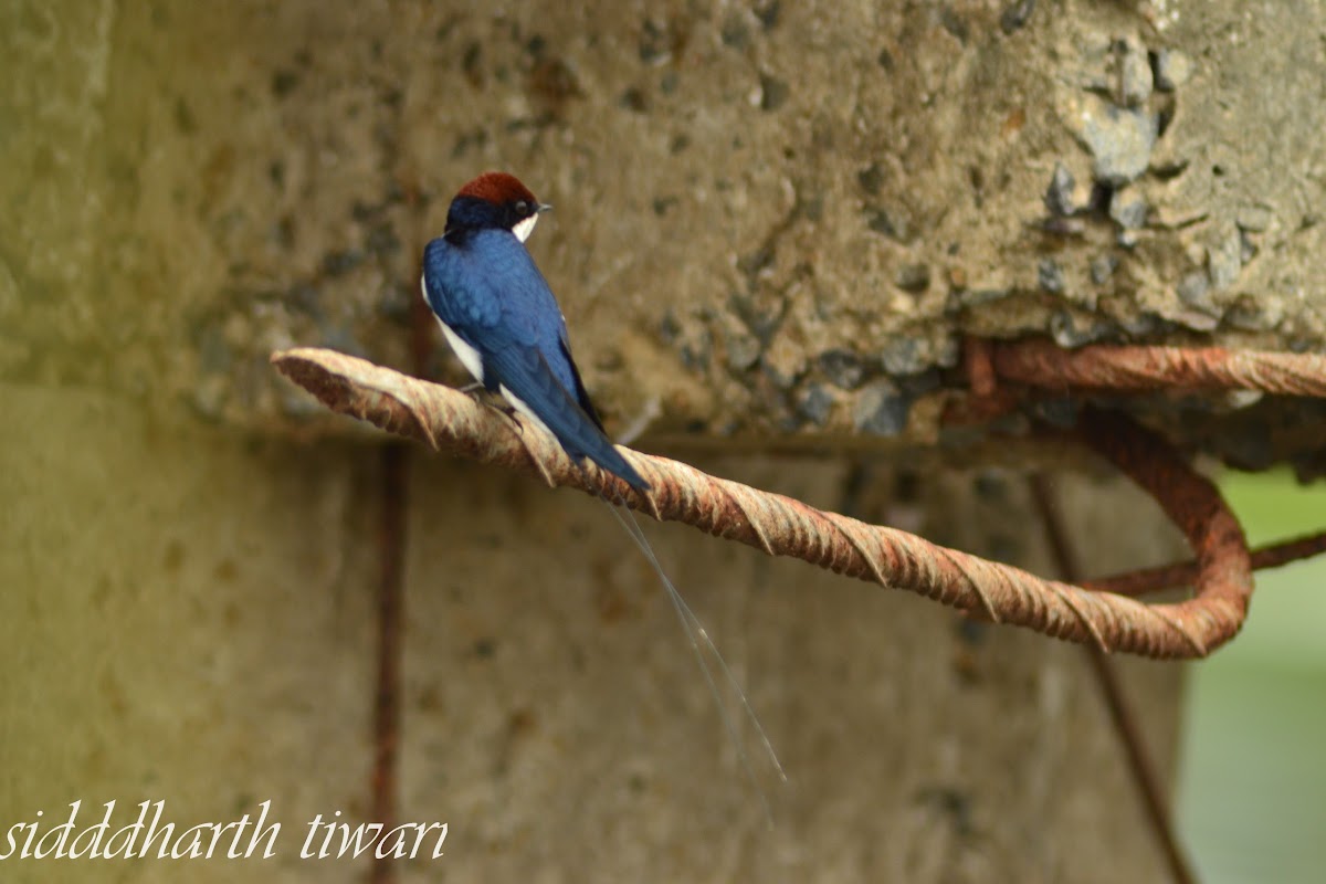 wire tail swallow