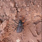 Desert Ironclad Beetle