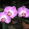 Moth Orchid or Phalaenopsis Orchid