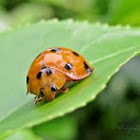 Fifteen-spotted Ladybird