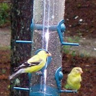 Male and female Goldfinch