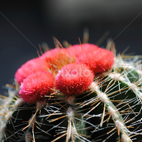 Toro :)  by Nina Kriznic - Nature Up Close Other plants